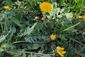 Edible Plants To Forage In Early Spring