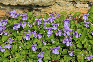 Edible Plants To Forage In Early Spring