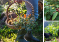 Edible Plants To Forage In Early Spring