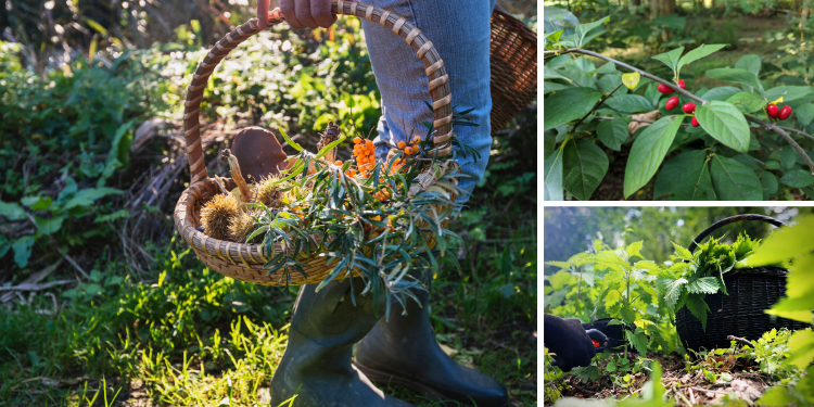 Edible Plants To Forage In Early Spring