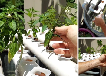 Aquaponics: Build Your Own Endless Food Supply At Home For SHTF