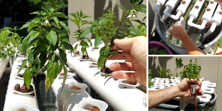 Aquaponics: Build Your Own Endless Food Supply At Home For SHTF