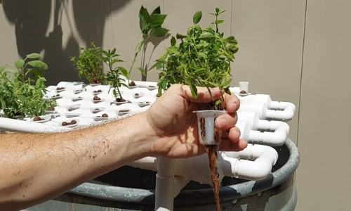 potted seddling