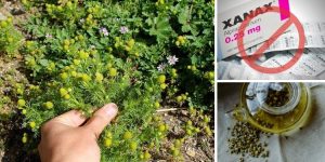 The Backyard Plant That Has Similar Effects To Xanax