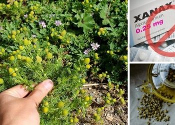 The Backyard Plant That Has Similar Effects To Xanax
