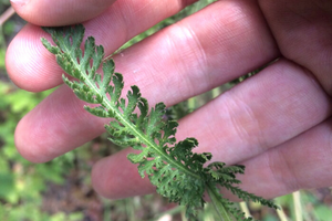 The Plant Doctors Are Begging People to Grow