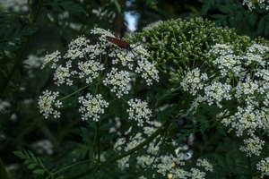 The Plant Doctors Are Begging People to Grow