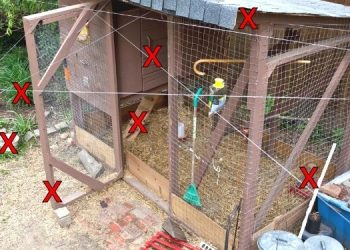 7 Chicken Mistakes You Should Never Make