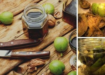 How To Make An Iodine Rich Black Walnut Tincture