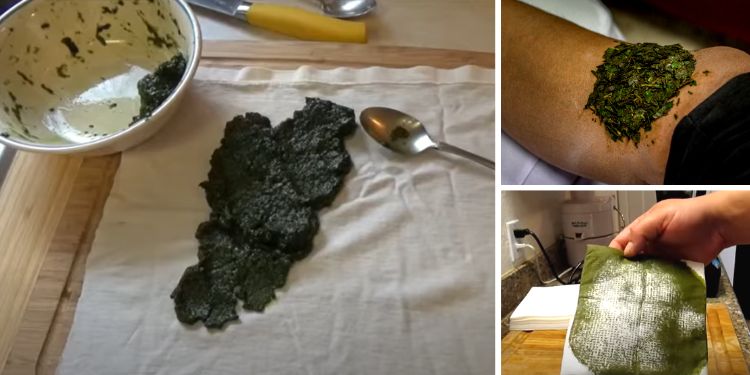My Grandmother’s Favorite Poultice to Treat Infections