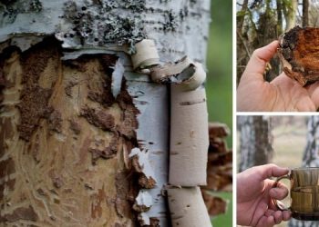 The Survival Tree Every Prepper Should Know