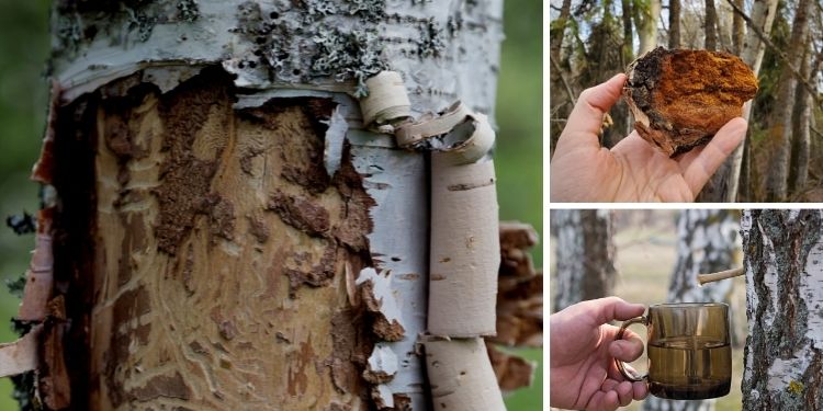 The Survival Tree Every Prepper Should Know