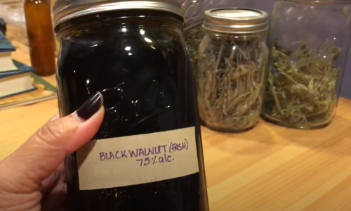 How To Make An Iodine Rich Black Walnut Tincture