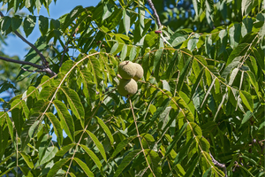 How To Make An Iodine Rich Black Walnut Tincture