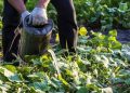 How To Make Comfrey Fertilizer For An Extended Harvest