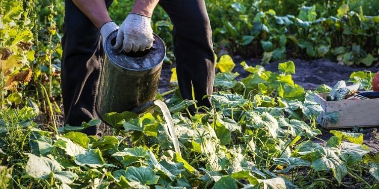 How To Make Comfrey Fertilizer For An Extended Harvest