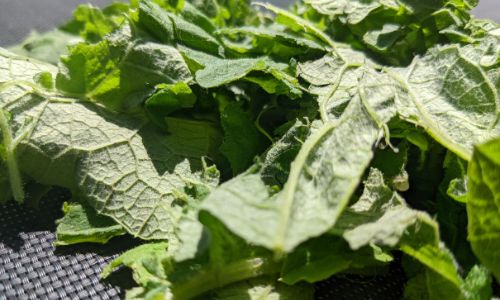 chopped comfrey leaves
