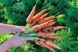 The Seedbank You Need To Build Before The Upcoming Food Shortage