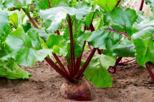 The SeedbThe Seedbank You Need To Build Before The Upcoming Food Shortageank You Need To Build Before The Upcoming Food Shortage