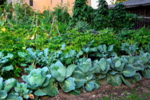 The Seedbank You Need To Build Before The Upcoming Food Shortage