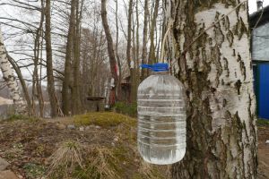 The Survival Tree Every Prepper Should Know