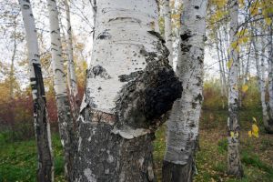 Chaga Mushroom