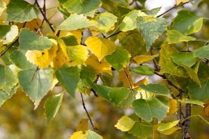 The Survival Tree Every Prepper Should Know