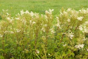 Better Than Aspirin The Plant Every Prepper Needs In Their Cabinet