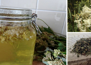 Better Than Aspirin The Plant Every Prepper Needs In Their Cabinet