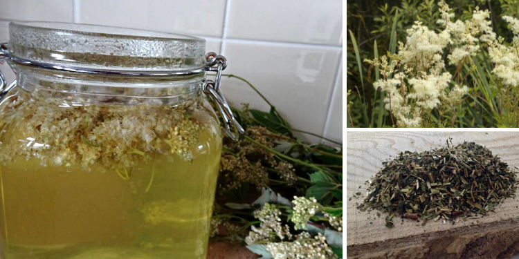 Better Than Aspirin The Plant Every Prepper Needs In Their Cabinet