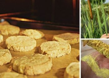 DIY Long Lasting Cattail Pollen Biscuits