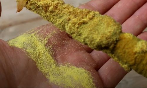 DIY Long Lasting Cattail Pollen Biscuits
