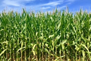 Best U.S. States To Forage For Food