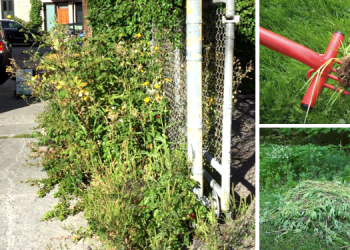 Cover - If You See This Weed Growing In Your Yard, Don’t Smell It