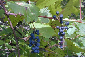 Foraging In Autumn 10 Edible And Medicinal Plants You Need To Forage Before They’re Gone