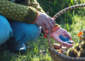Foraging In Autumn 10 Edible And Medicinal Plants You Need To Forage Before They’re Gone