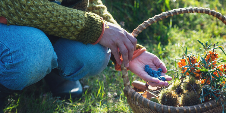 Foraging In Autumn 10 Edible And Medicinal Plants You Need To Forage Before They’re Gone