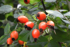 Foraging In Autumn 10 Edible And Medicinal Plants You Need To Forage Before They’re Gone