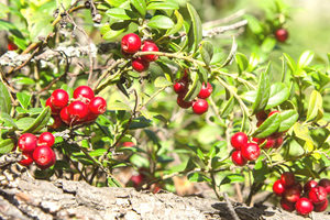 Foraging In Autumn 10 Edible And Medicinal Plants You Need To Forage Before They’re Gone