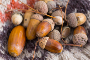 Foraging In Autumn 10 Edible And Medicinal Plants You Need To Forage Before They’re Gone