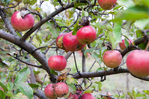 Foraging In Autumn 10 Edible And Medicinal Plants You Need To Forage Before They’re Gone