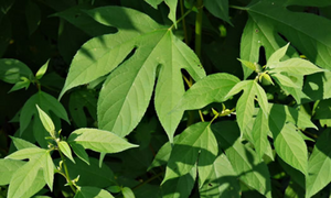 giant ragweed plant