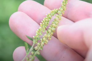 ragweed plant