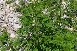 If You See This Weed Growing In Your Yard, Don’t Smell It