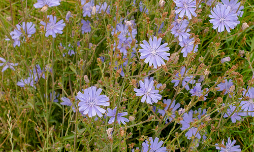 Chicory