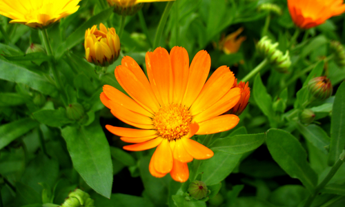 Calendula