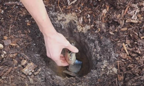 What Happens If You Burry Fish Heads Under Your Tomato Crops