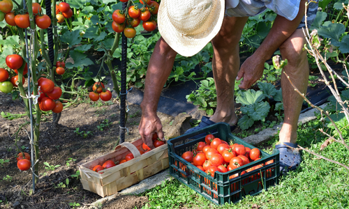 What Happens If You Burry Fish Heads Under Your Tomato Crops