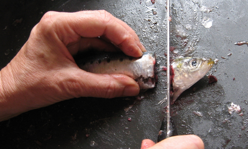 What Happens If You Burry Fish Heads Under Your Tomato Crops