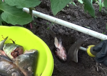 What Happens If You Bury Fish Heads Under Your Tomato Crops